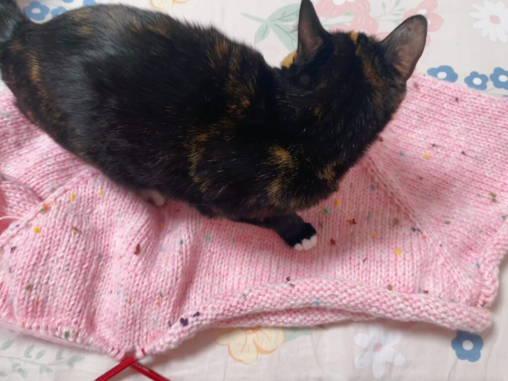 My cat with epilepsy standing on a partially knitted sweater